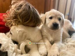 Cachorros de Golden Retriever