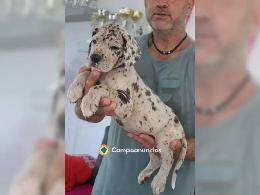 Cachorros de Gran Danés en adopción