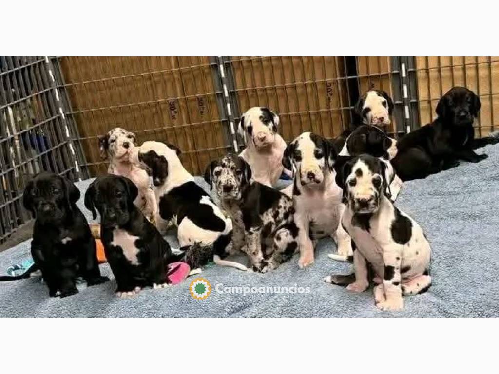 Cachorros de gran danés en adopción