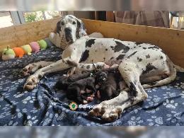 Cachorros de Gran Danés en adopción en H