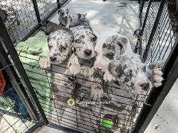 CACHORROS DE GRAN DANÉS (GRATIS) – URGEN