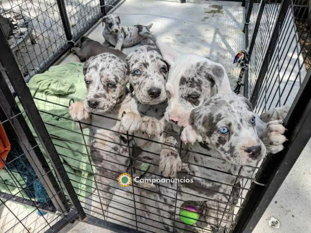 CACHORROS DE GRAN DANÉS (GRATIS) – URGEN en Barcelona