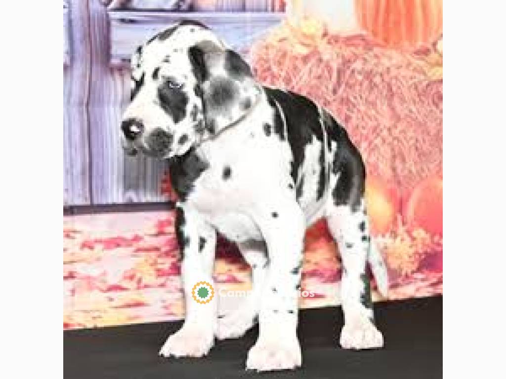 Cachorros de gran danés //lkl/