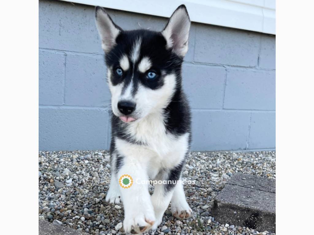 Cachorros de Husky Siberiano adopcion en Madrid