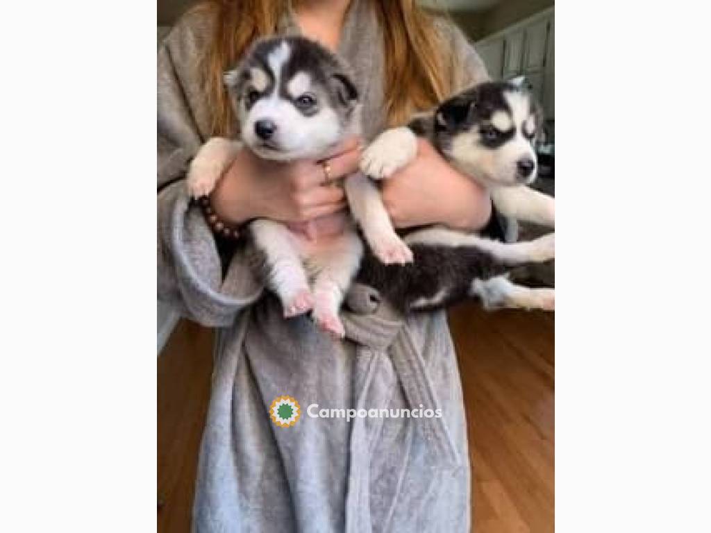 Cachorros de Husky Siberiano para adopci en Barcelona