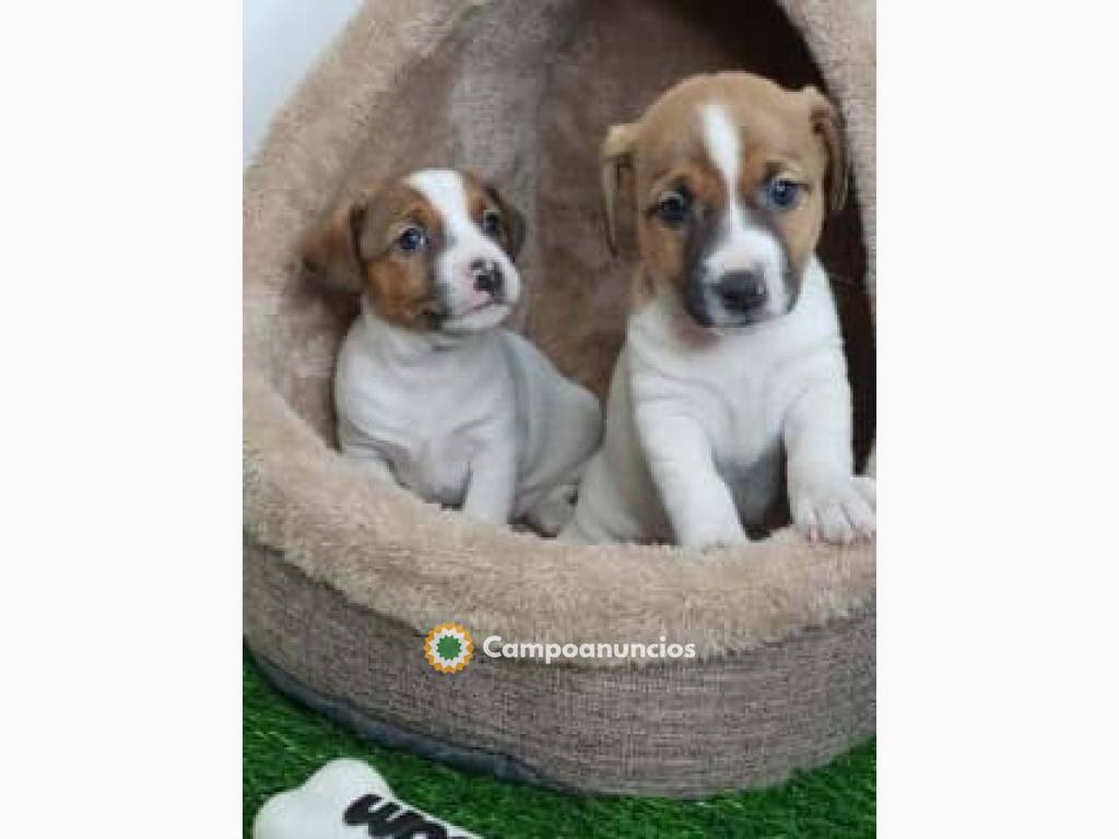  Cachorros de Jack Russell miniatura  en Tenerife