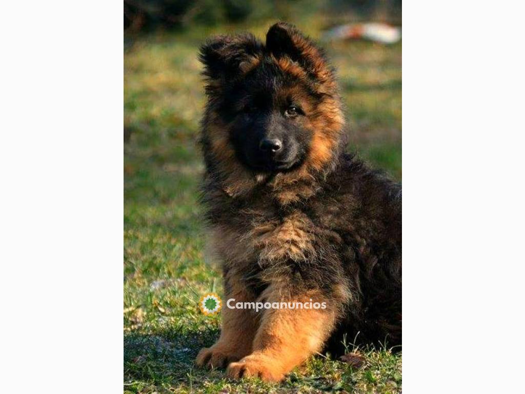 Cachorros de pastor alemán de pelo largo en Huesca