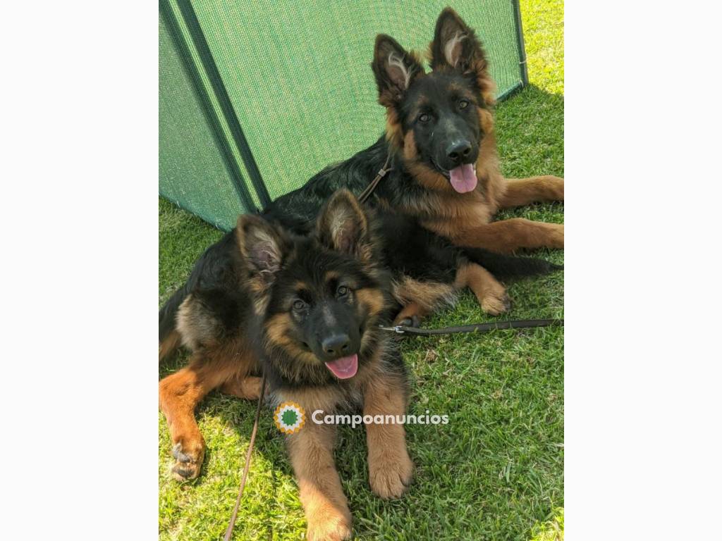 Cachorros de pastor alemán de pelo largo en Tenerife