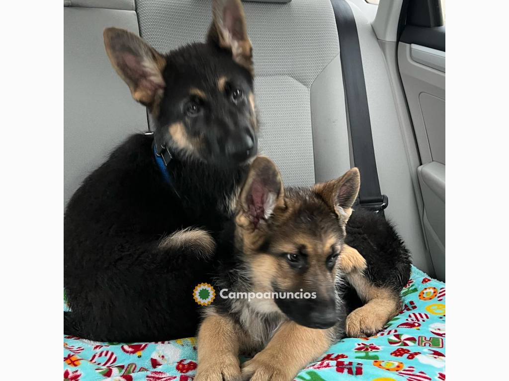 Cachorros de pastor alemán machos y hemb en Barcelona