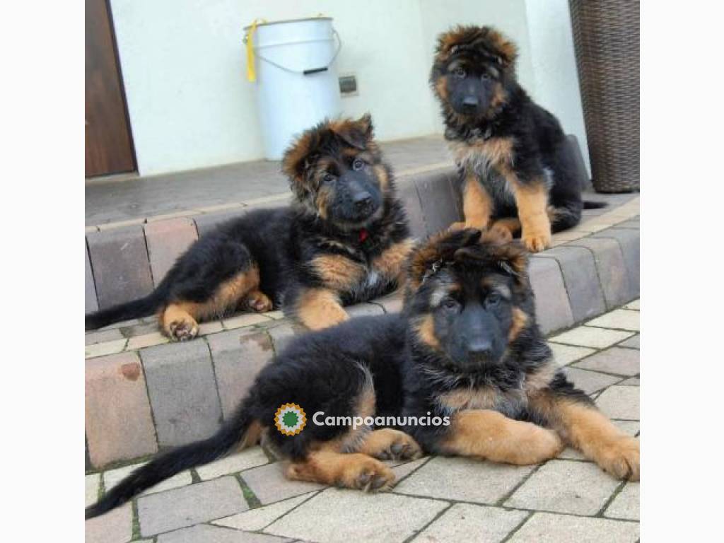 cachorros de Pastor Alemán para adopción en Huesca