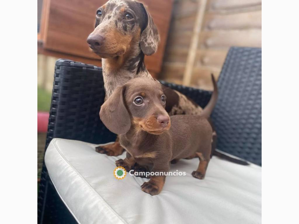 Cachorros de perro Teckel machos y hembr en Toledo