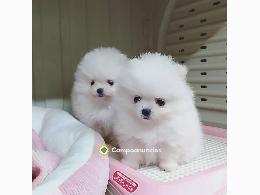 Cachorros de pomerania 
