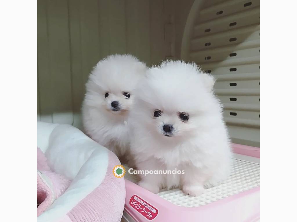Cachorros de pomerania 