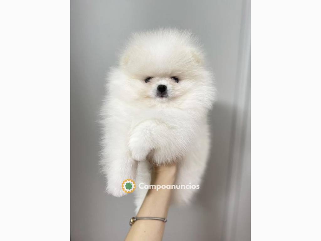 Cachorros de Pomerania disponibles en Tenerife