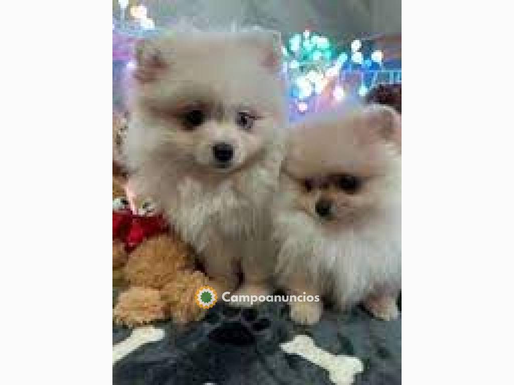 Cachorros de Pomerania disponibles en Tenerife