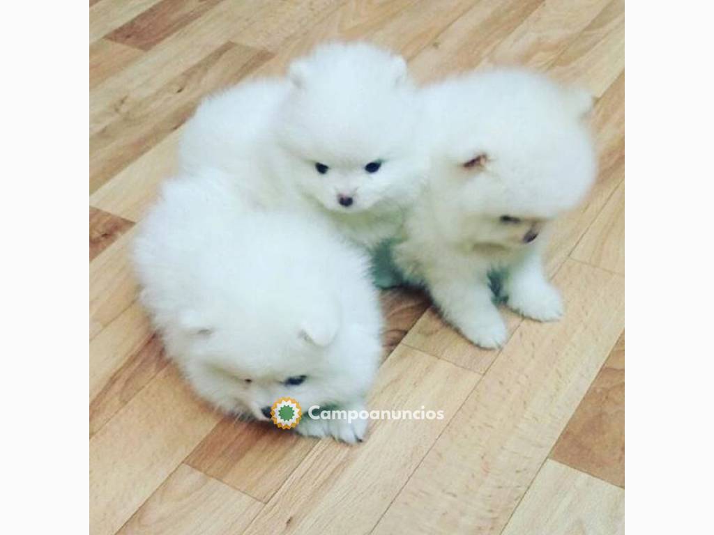 CACHORROS DE POMERANIA DISPONIBLES en Tenerife