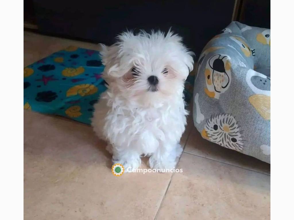 cachorros de raza bichón maltés pura san en Huesca