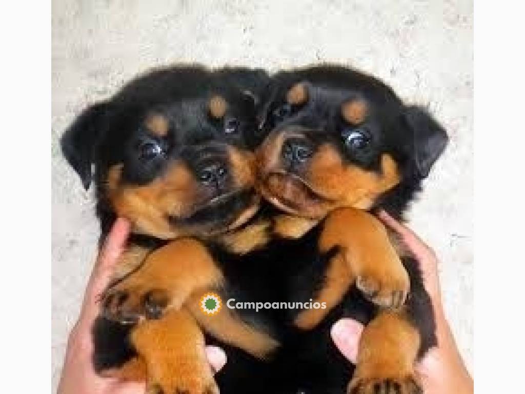 Cachorros de Rottweiler para hogares nue en Tenerife