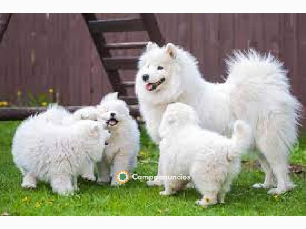 Cachorros de samoyedo en Ourense