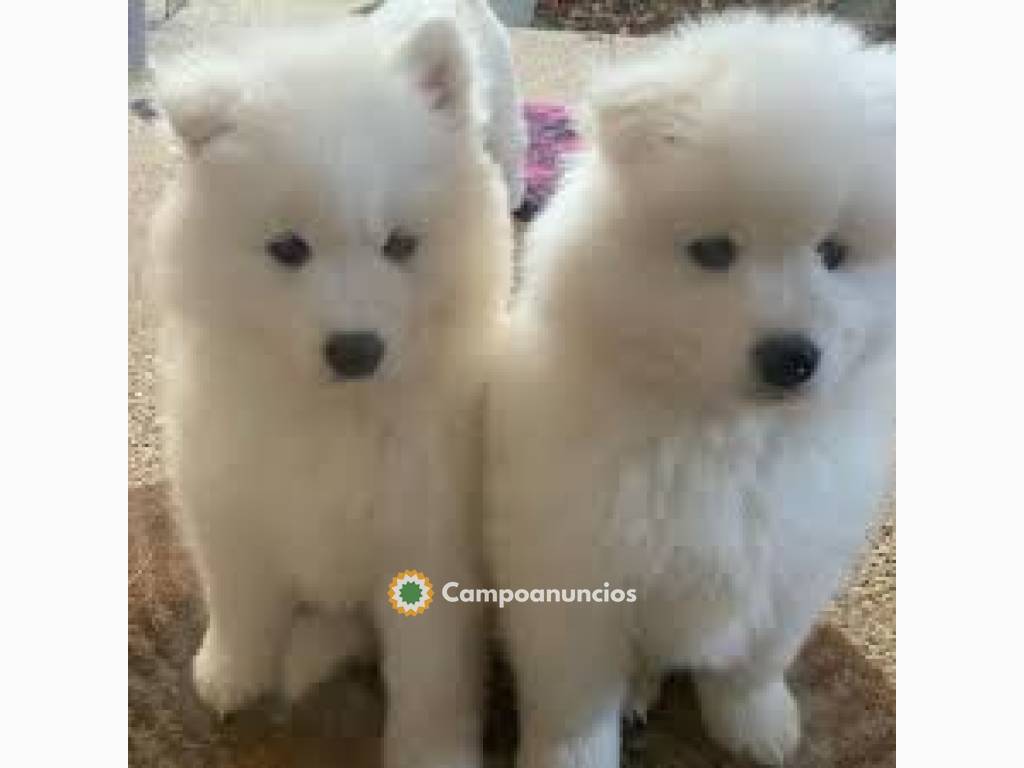 Cachorros de samoyedo en Toledo