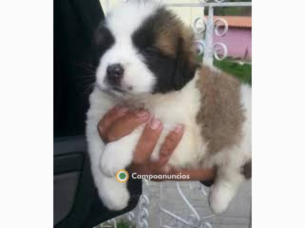 CACHORROS DE SAN BERNARDO en Ourense