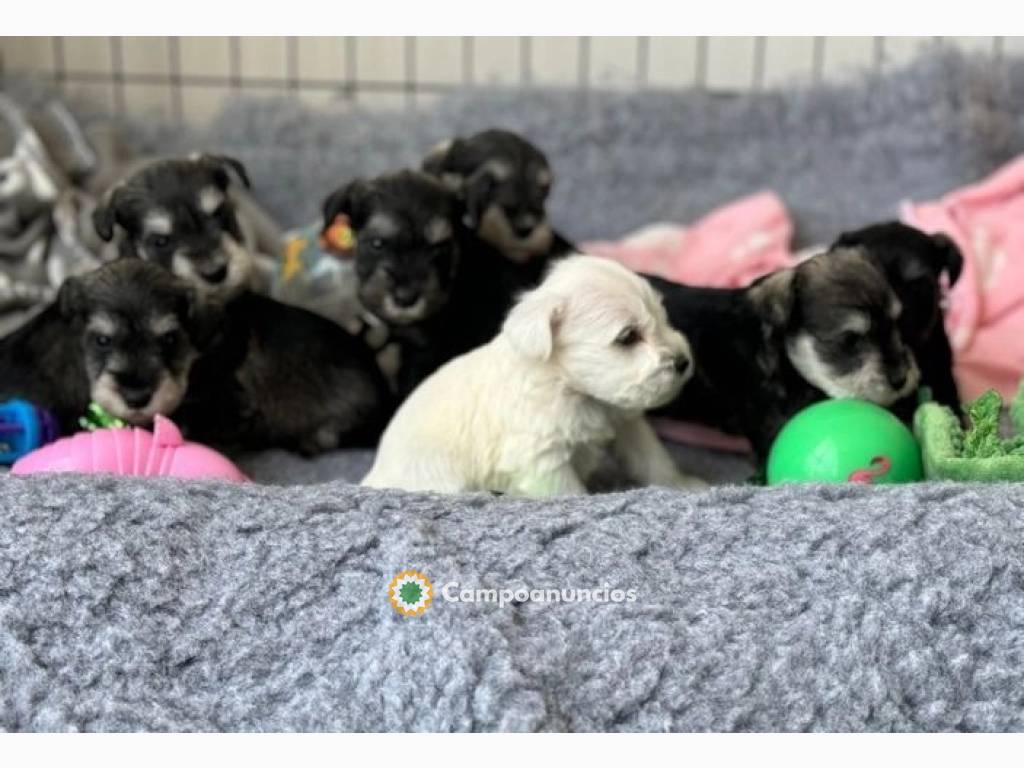 cachorros de Schnauzer en Álava