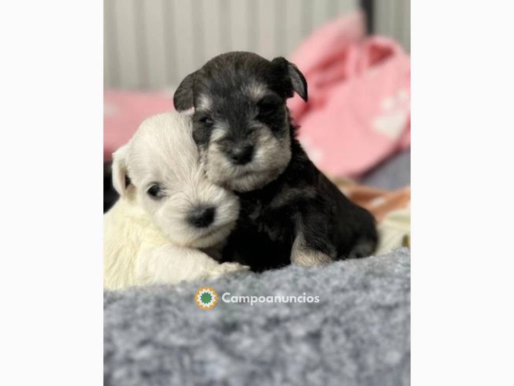 cachorros de Schnauzer en Albacete