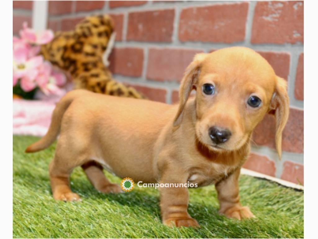 Cachorros de Teckel Miniatura en Huesca