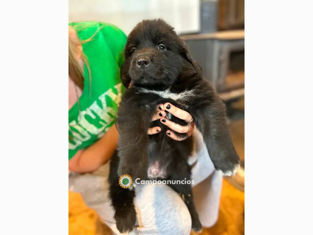 Cachorros de Terranova en Toledo