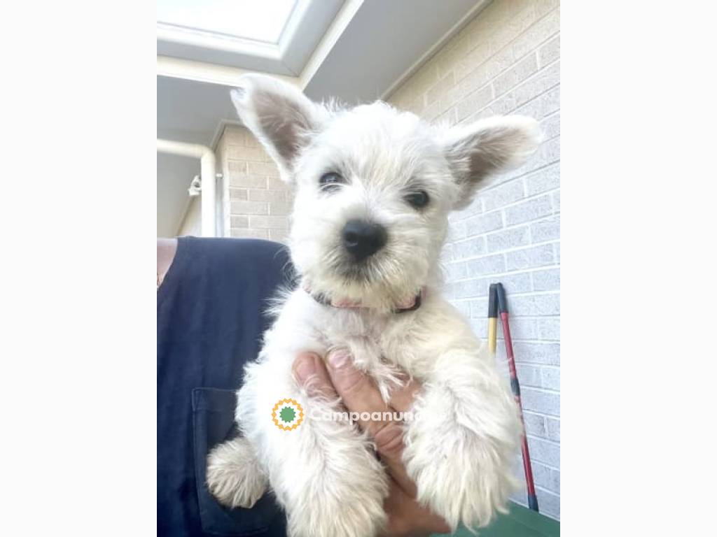 Cachorros de west highland terrier en Toledo