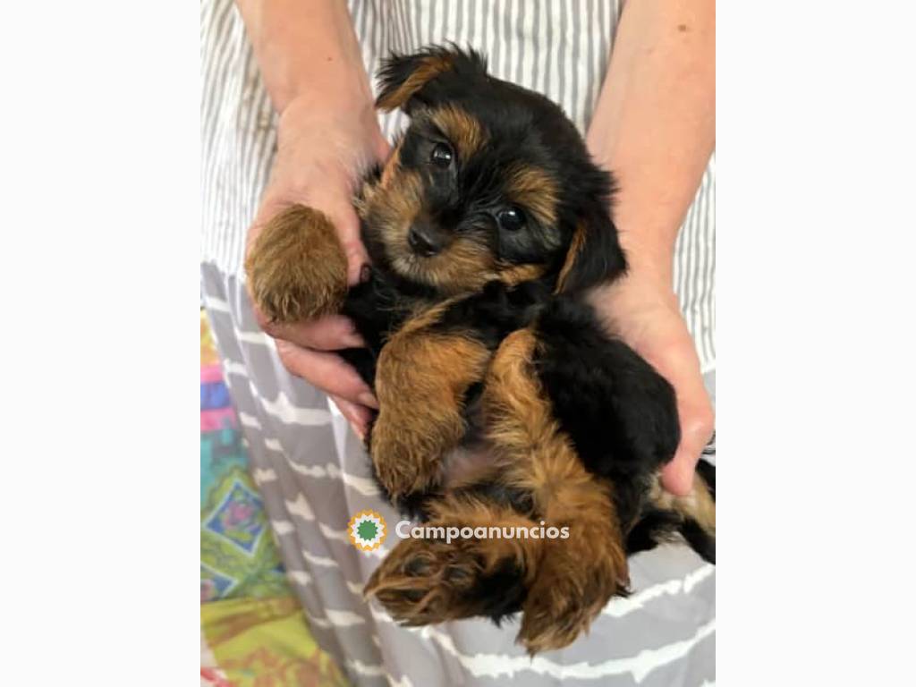 Cachorros de Yorkshire en Huesca