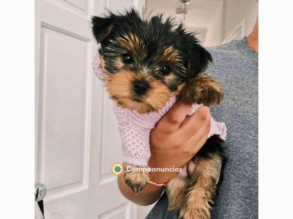 cachorros de YorkshirecTerrier Toy en bu en Toledo