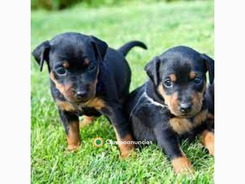 CACHORROS DOBERMAN - EUROPEA en Tenerife