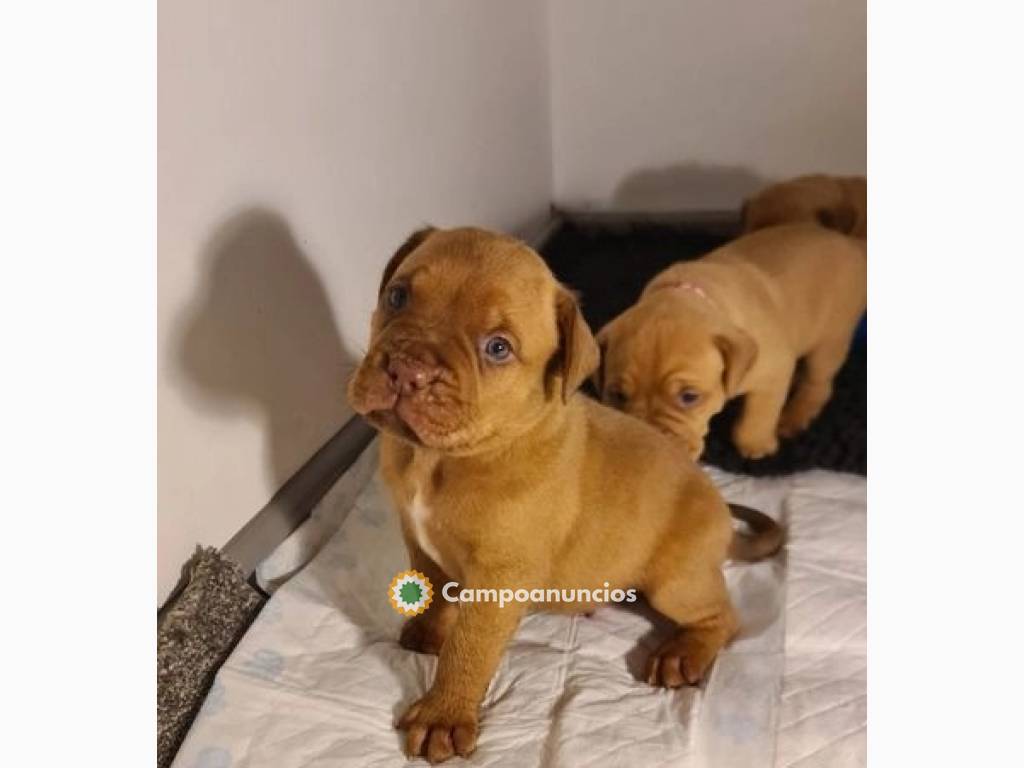 Cachorros Dogo de Burdeos registrados en Huesca