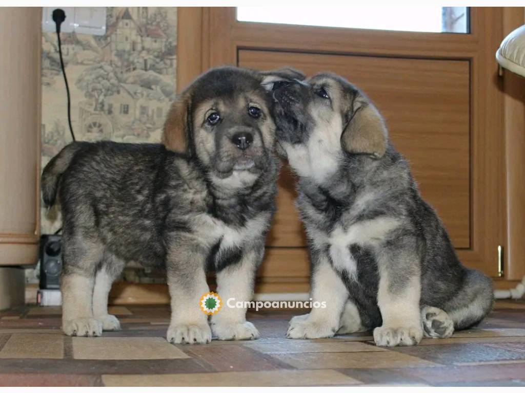 cachorros en adopción +34 60 33 64 134 en Huesca