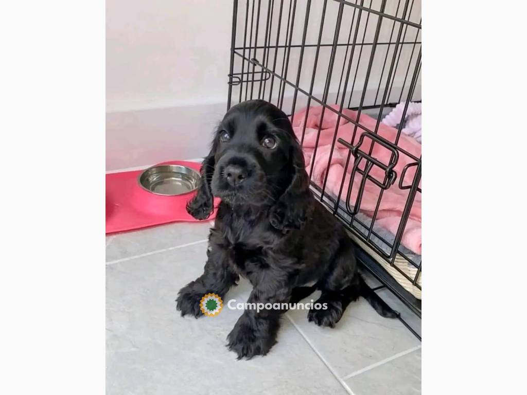 cachorros en adopción +34 60 33 64 134 en Huesca