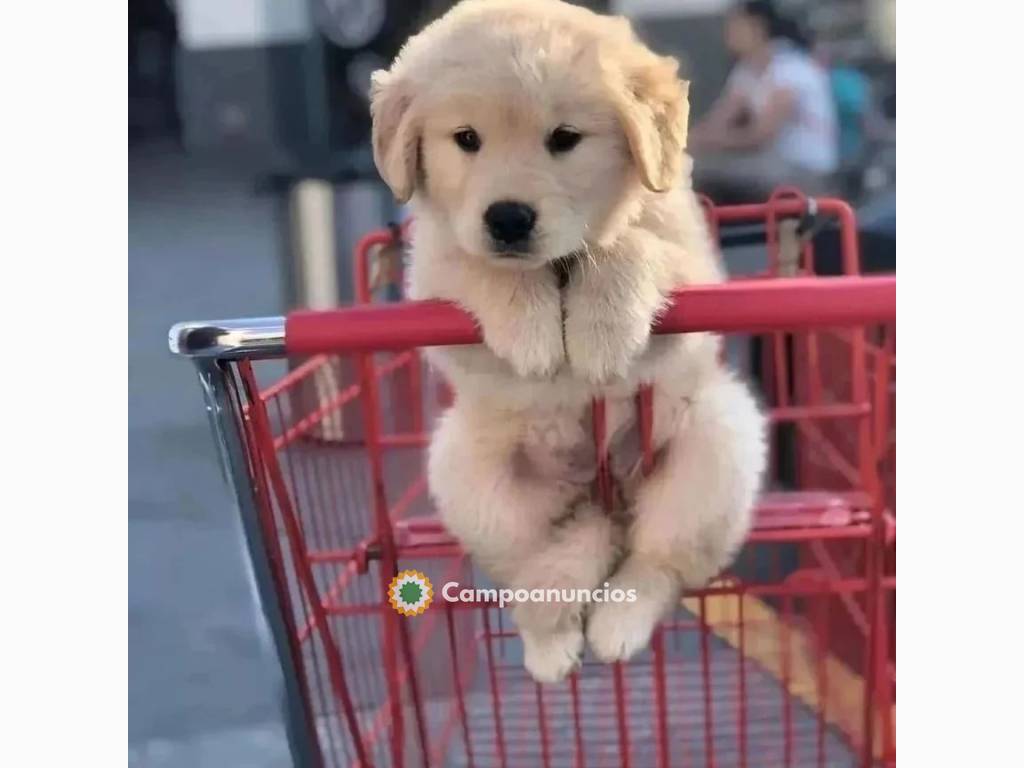 Cachorros golden en Barcelona