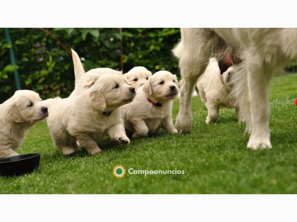 Cachorros Golden Retriever en Ourense