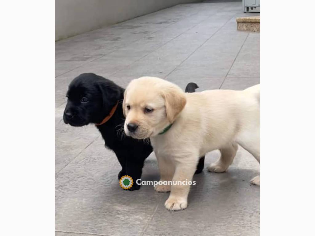 Cachorros Golden Retriever en venta en Ourense