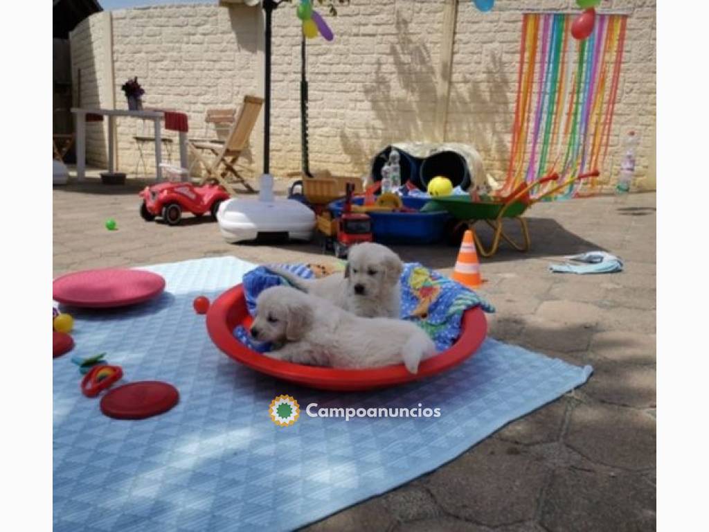 Cachorros Golden Retriever(100€)., en Ourense