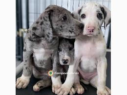 Cachorros gran danés para adopción