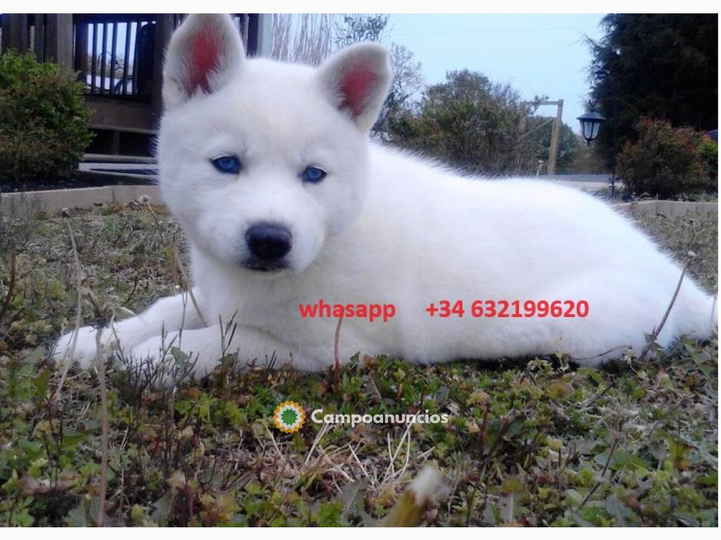 Cachorros Husky de ojos azules 632199620 en Tenerife