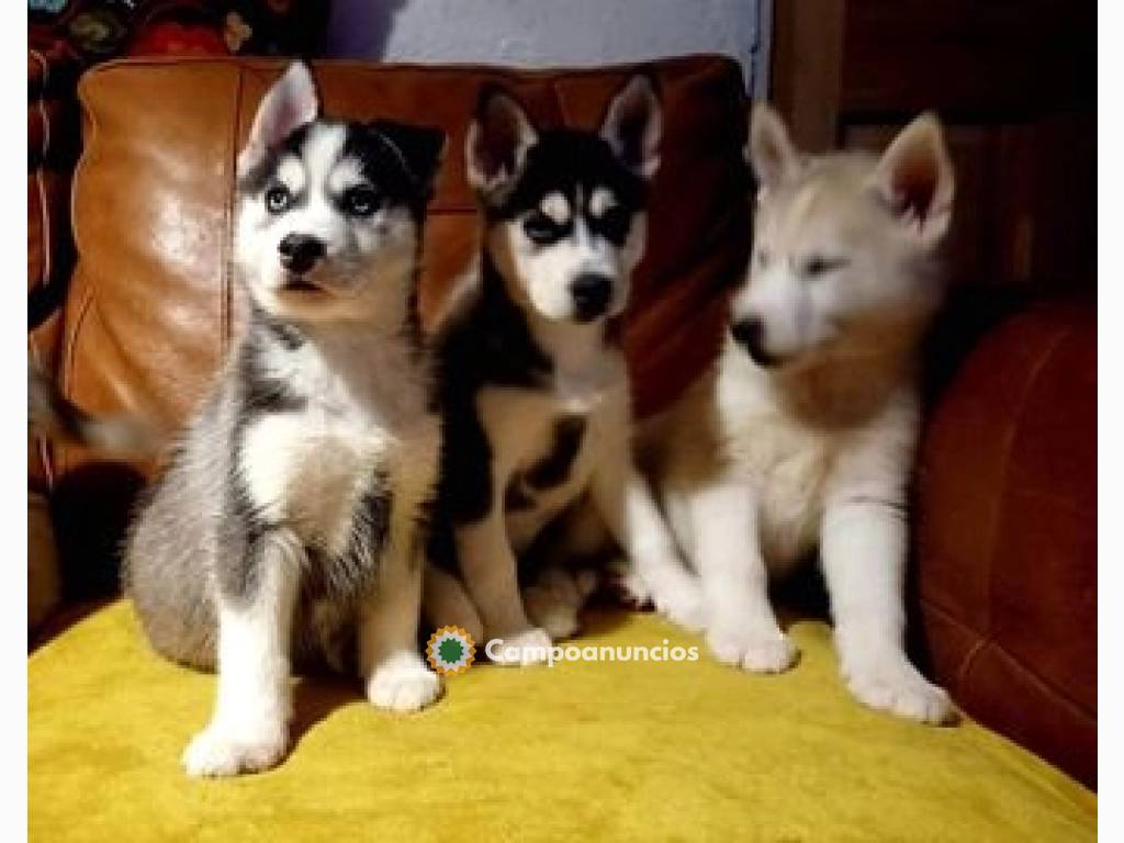 Cachorros Husky siberiano puro ojos azul en Tenerife