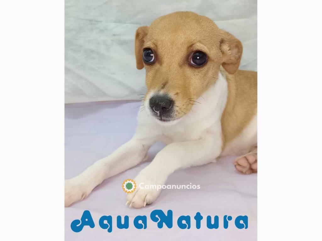 Cachorros JACK RUSSELL - AQUANATURA en Barcelona