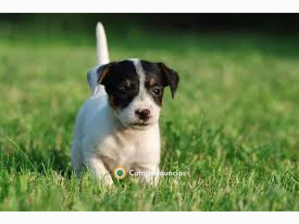 Cachorros Jack Russell disponibles  en Tenerife