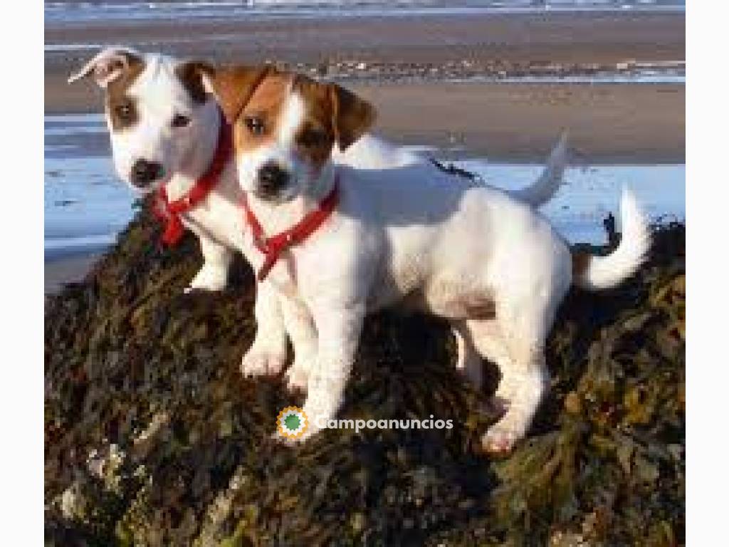 Cachorros Jack Russell registrados  en Tenerife