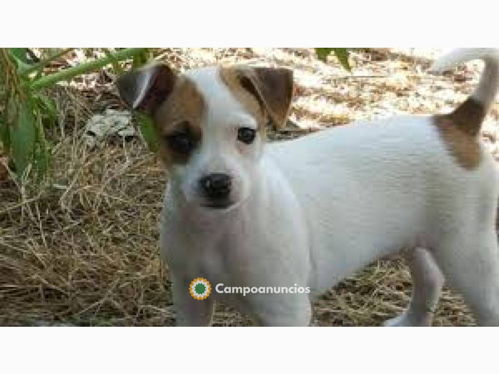 Cachorros Jack Russell registrados  en Tenerife