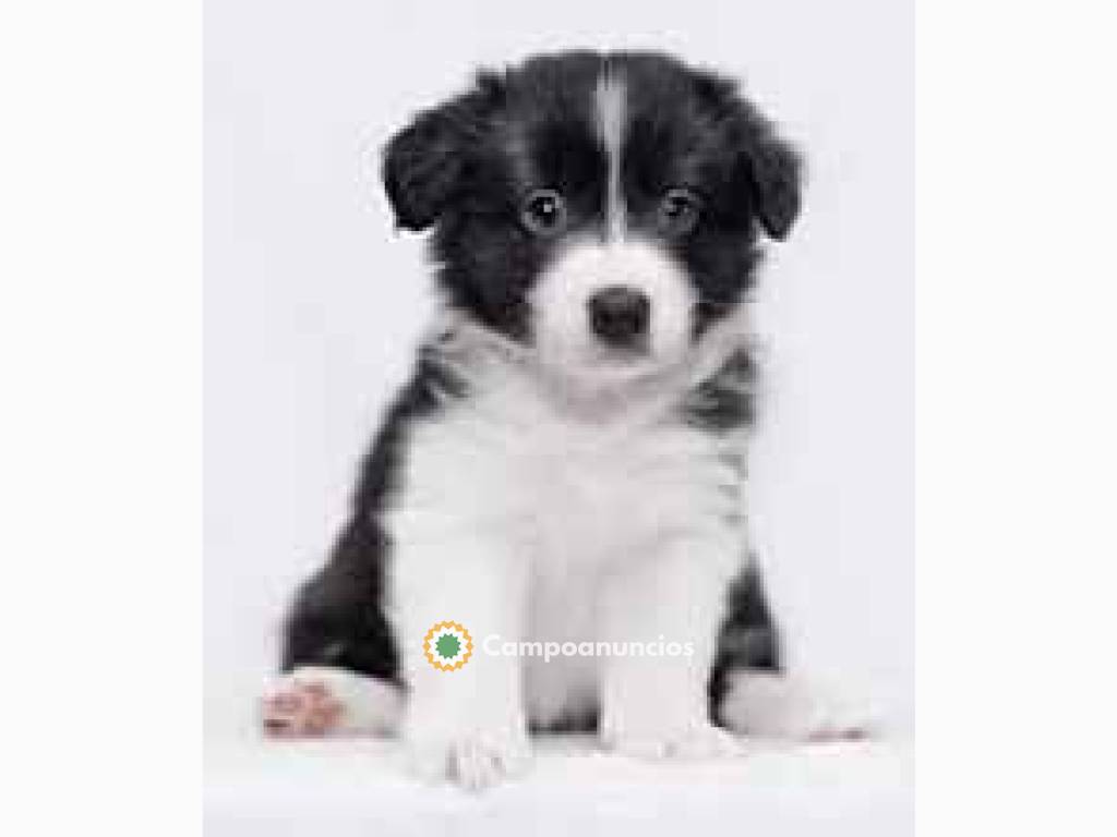 Cachorros juguetones de Border Collie  en Ourense