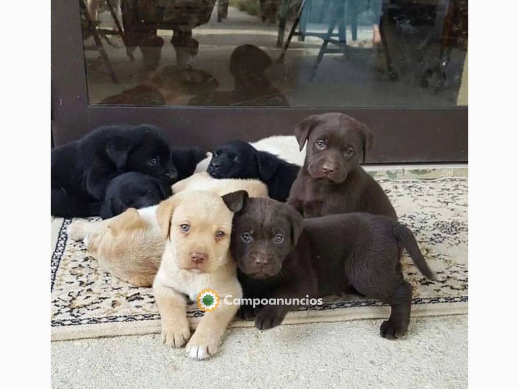 Cachorros labrador color marrón y dorado en Toledo