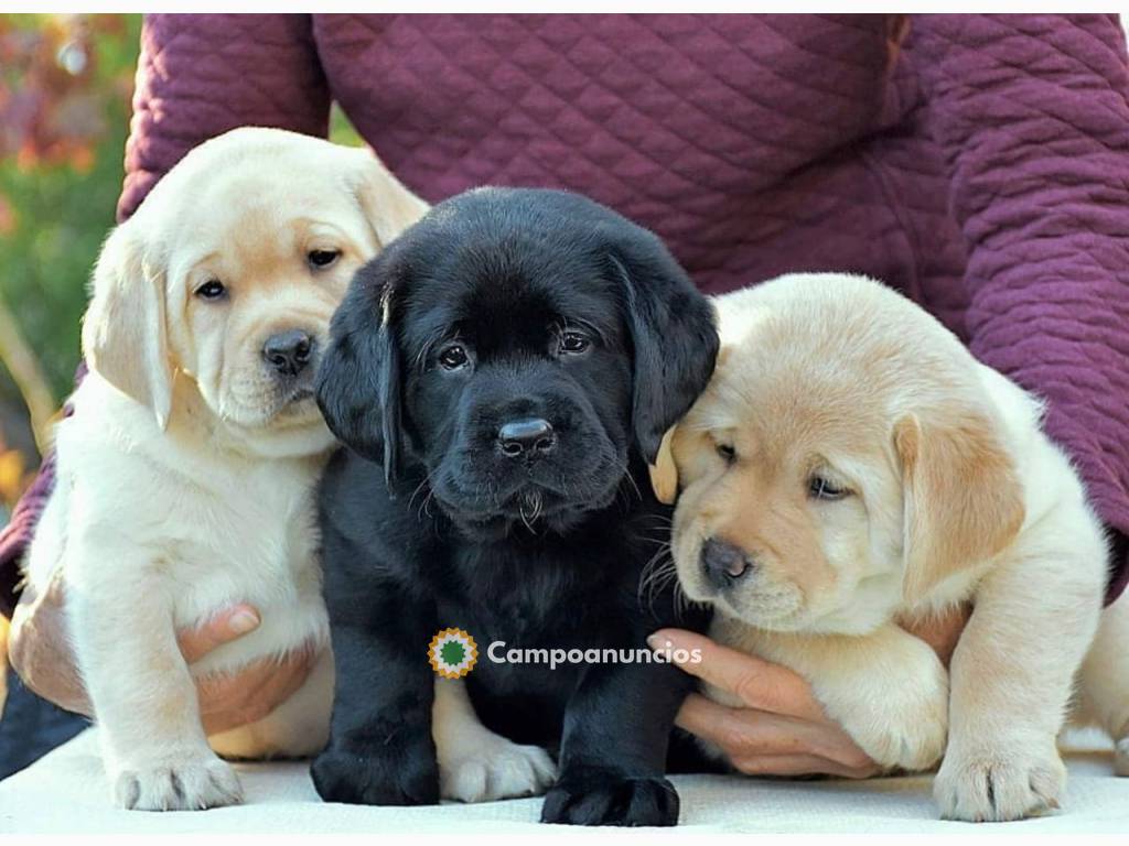 Cachorros labrador color marrón y dorado en Ourense